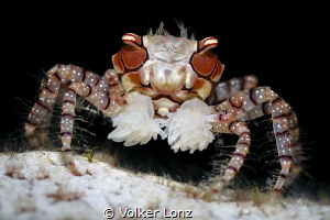 Boxercrab by Volker Lonz 